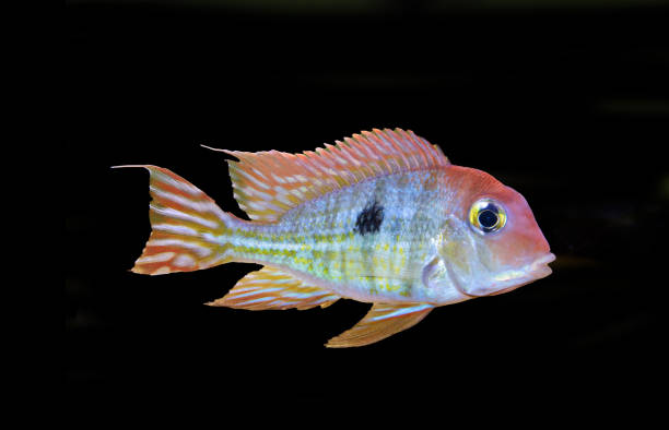 istock Red Head Tapajos freshwater fish - Geophagus sp. 2152808414