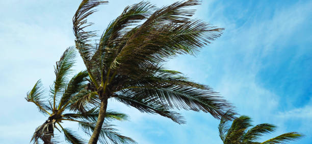 istock Top of a Coconut Palm Tree 2152808916