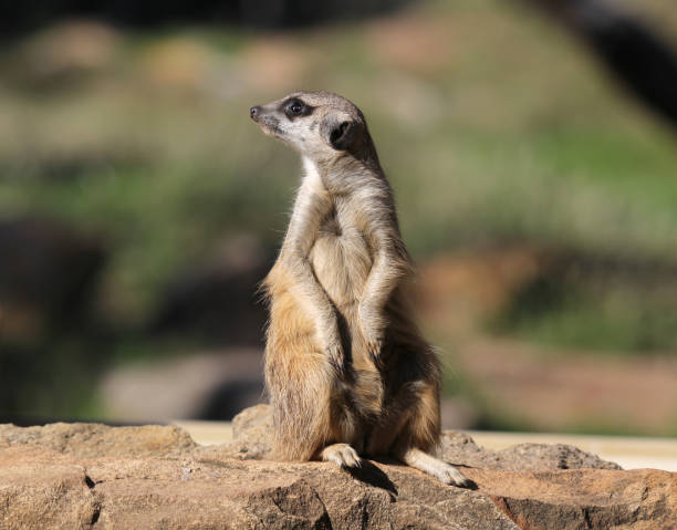 istock Meerkat standing in an alert posture on a rock 2152809973