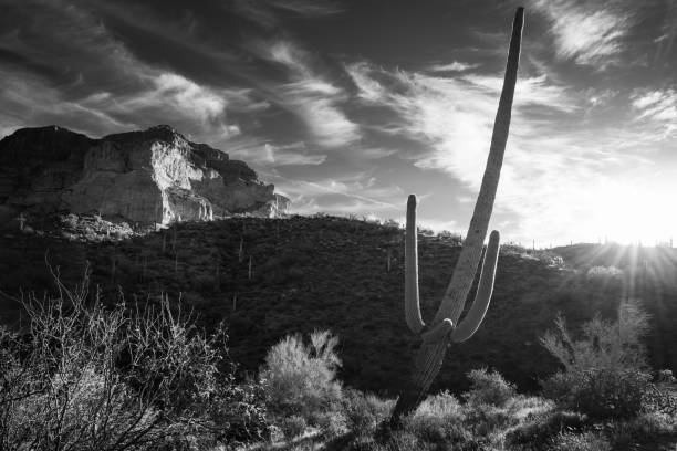 istock Leaning saguaro sunrise below Picketpost Mountain in Tonto National Forest 2152811647