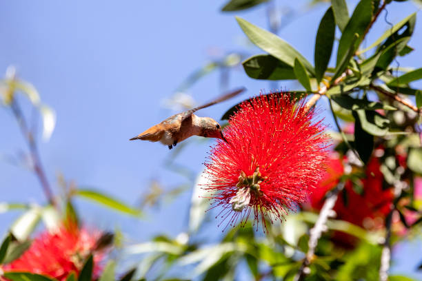 istock Allen's hummingbird on red flowering gum tree 2152812827
