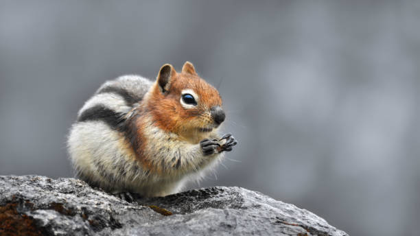 Close-Up Of A Golden-Mantled Ground Squirrel (Callospermophilus Lateralis)