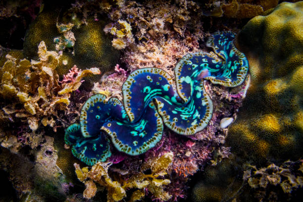 Giant clam on coral reef