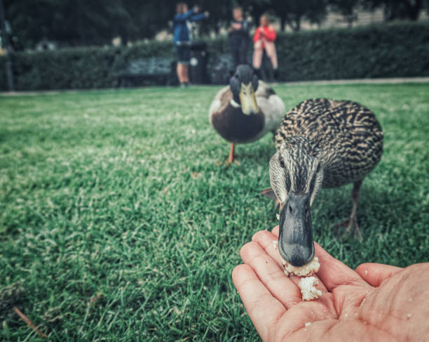 istock Close up of a duck eating from a hand 2152817693