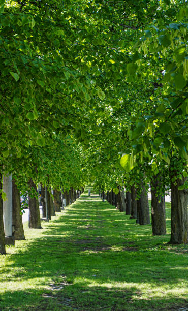 view of trees standing in a row in park
