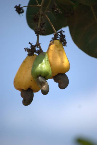 istock Tropical fruits in the Carabobo state. 2152817888