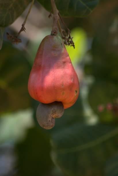 Tropical fruits in the Carabobo state.