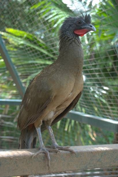 istock Birds in the Carabobo state. 2152817925