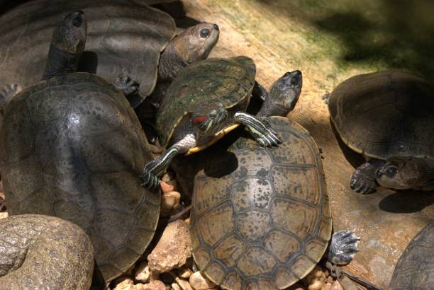 istock Cold-blooded animals in Carabobo. 2152817947