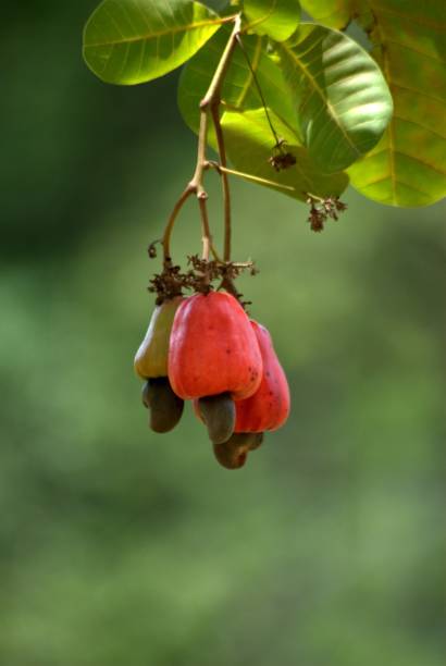 istock Tropical fruits in the Carabobo state. 2152818010