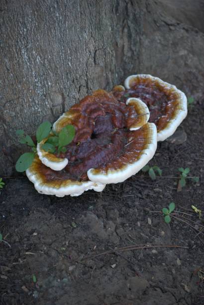 istock Mushrooms in the Carabobo state. 2152818073