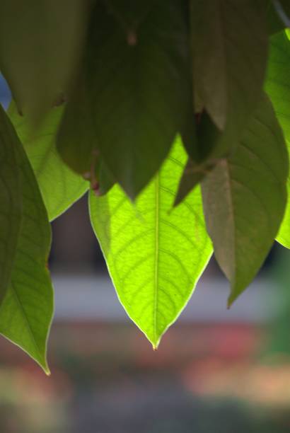 Clearly tropical in nature, we can find many forests with an intense green, however many unconsciously generate fires.