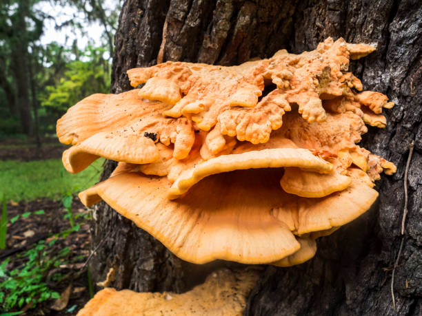 istock Chicken Of The Woods Mushroom Growing On A Tree Trunk 2152819077