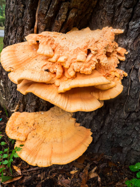 istock Chicken Of The Woods Mushroom Growing On A Tree Trunk 2152819089
