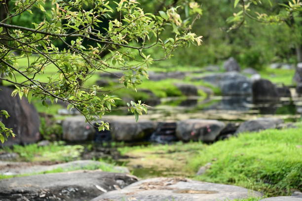 A close-up view of lush treetops amidst a tranquil stone garden, exuding a sense of serenity, vitality, and Zen aesthetics.