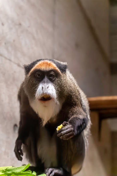 istock Brother Guenon with a surprised face 2152822360