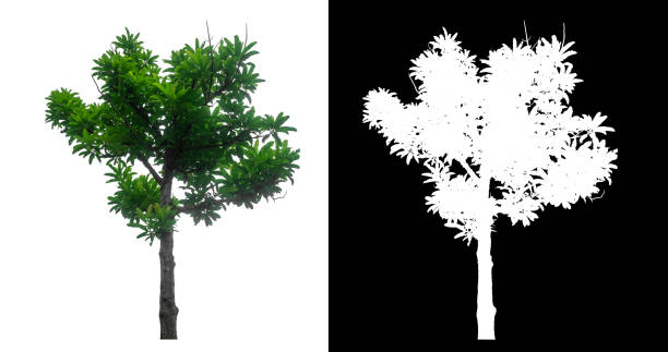 istock single tree on white background with clipping path and alpha channel 2152822719