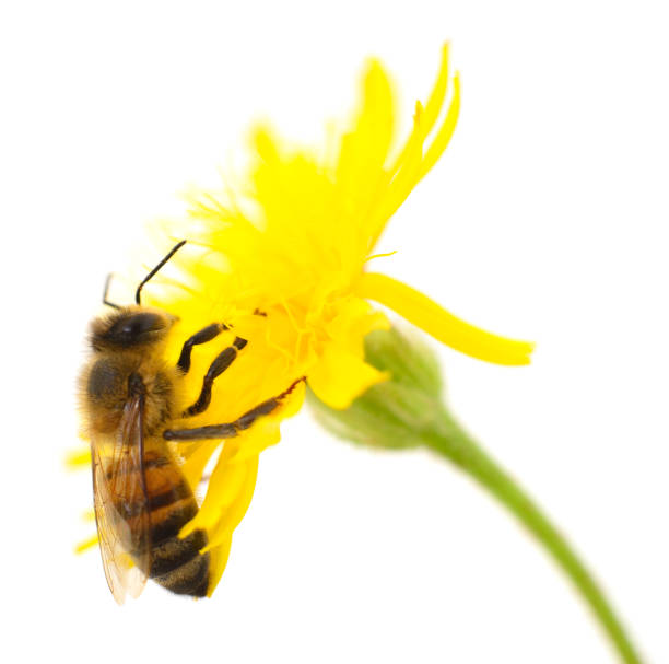 istock Honeybee and yellow flower 2152823021