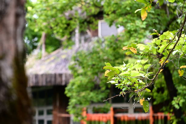 istock Springtime Close-Up: Fresh Green Leaves Outside Japanese Home 2152823155