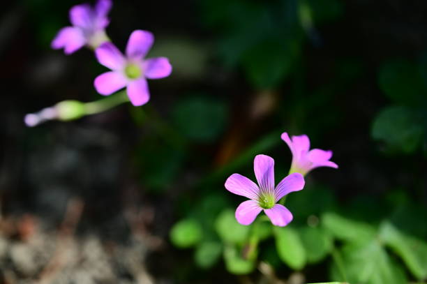 istock Purple Wood Sorrel: A Delicate Wildflower with Enduring Spirit 2152823318