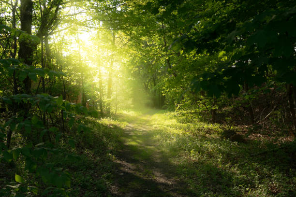 Un bosque donde pasan los rayos del sol entre los árboles