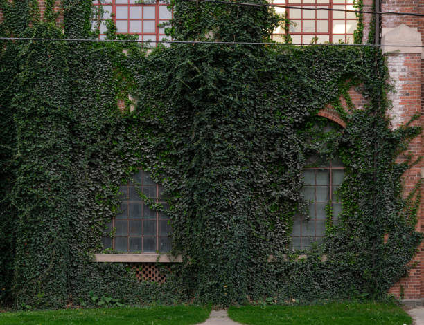 istock Ivy Covering a Dirty Window 2152824885