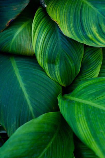 istock closeup nature view of green leaf texture. 2152825044