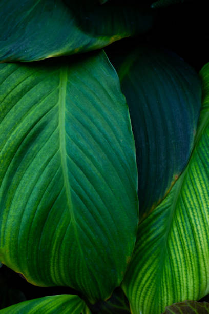 istock closeup nature view of green leaf texture. 2152825107