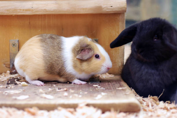 istock Cute guinea pig and holland drop rabbit 2152825273