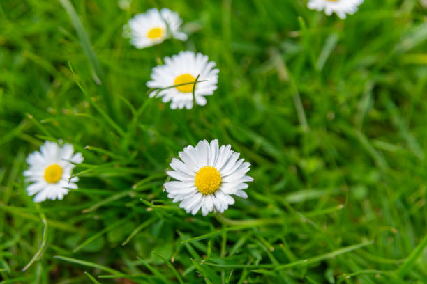 Daisy flowers from the Netherlands - Holland