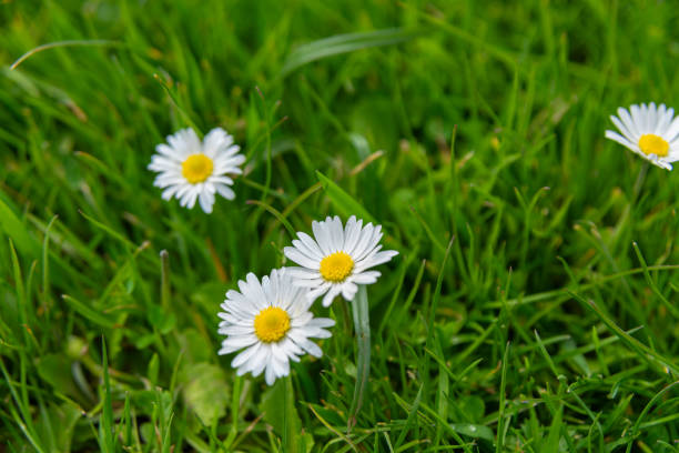 Daisy flowers from the Netherlands - Holland