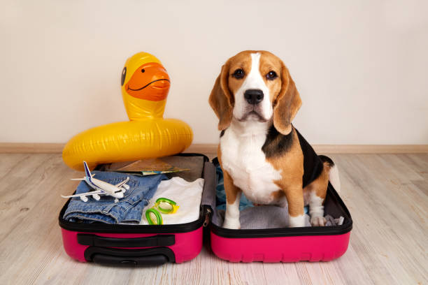 istock A beagle dog sits in a suitcase with things and accessories for summer holidays 2152825353