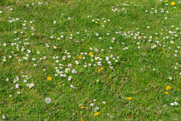 istock Daisy flowers from the Netherlands - Holland 2152825407