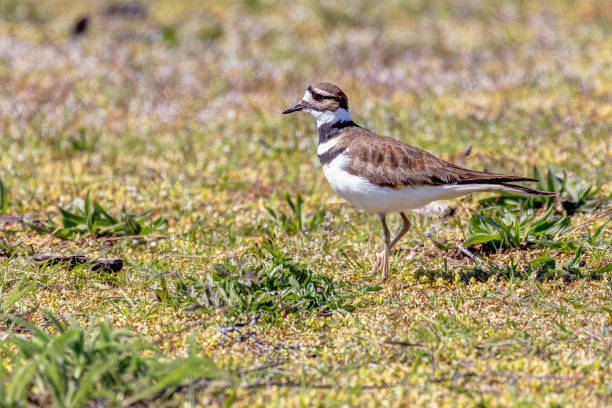 istock killdeer (Charadrius vociferus) on the sea beach 2152827434