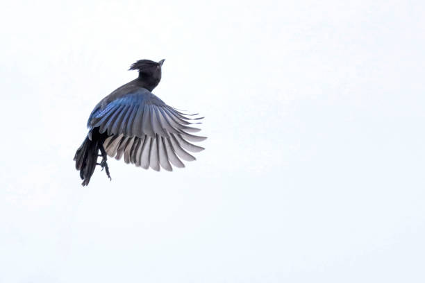 Steller's Jay (Cyanocitta stelleri) birds in a snow.