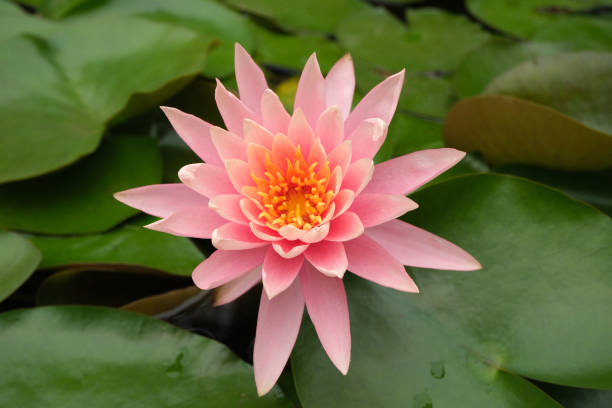 istock Water lily on natural background 2152830242