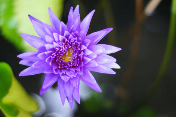 istock A Beautiful Purple Water Lily 2152830882
