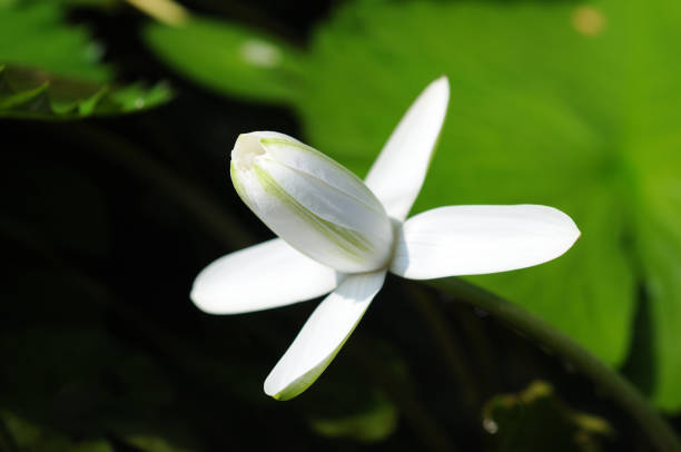istock An Opening White Water Lily Bud 2152830900