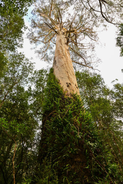 istock Great Otway National Park in Melbourne VIC, Australia 2152833284