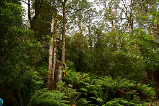 istock Great Otway National Park in Melbourne VIC, Australia 2152833613