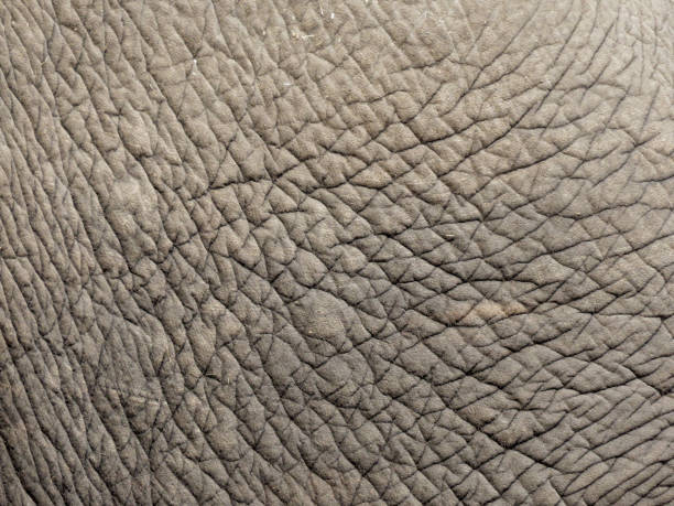 istock Elephant skin texture. Elephant skin background. 2152834052
