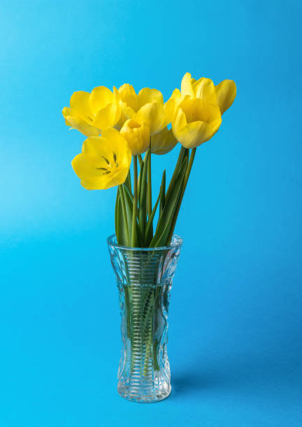 Yellow tulips in a vase on a blue background. Spring flower.