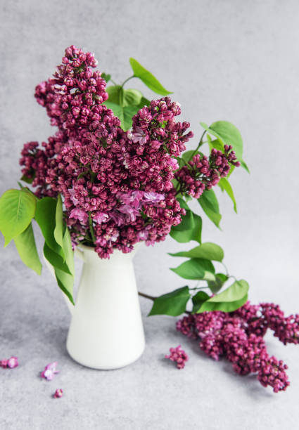 istock Lilac flowers on a vase 2152834695
