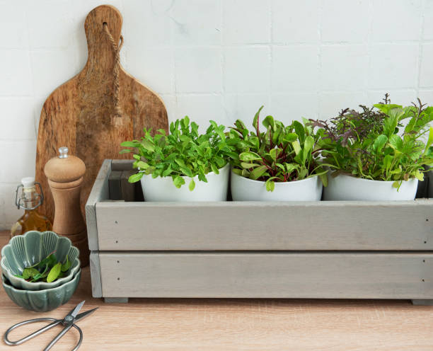 istock Fresh Herbs Grown in White Pots Inside a Gray Wooden Box in a Kitchen Setting 2152834788