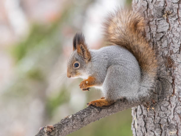 istock The squirrel with nut sits on tree in the winter or late autumn. 2152834952