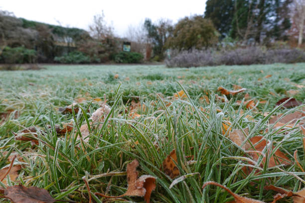 istock Dew-covered grass amidst snow, the beauty of nature's textures 2152835779