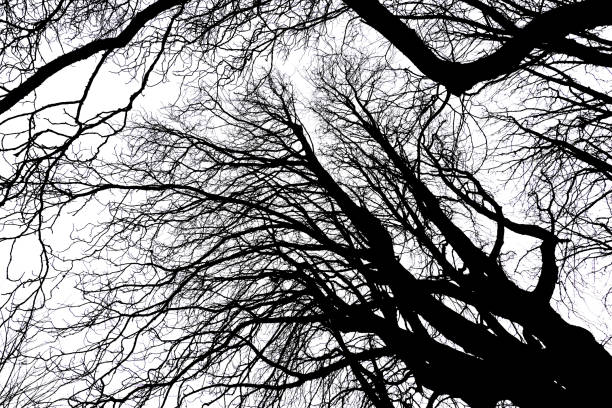 Tree Silhouette in Nature on a white background
