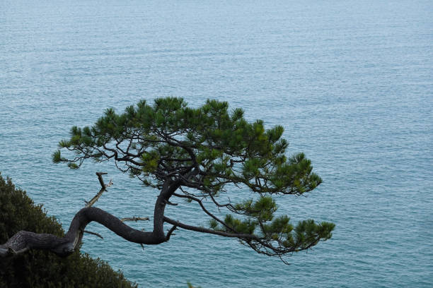 Tree by the serene sea, a picturesque beachscape