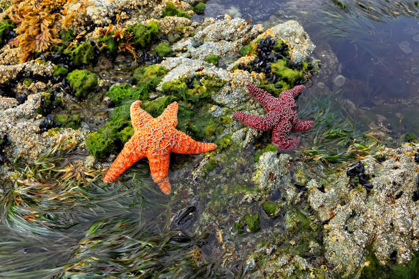 istock Coast of Pacific ocean (British Columbia. Canada) 2152837313