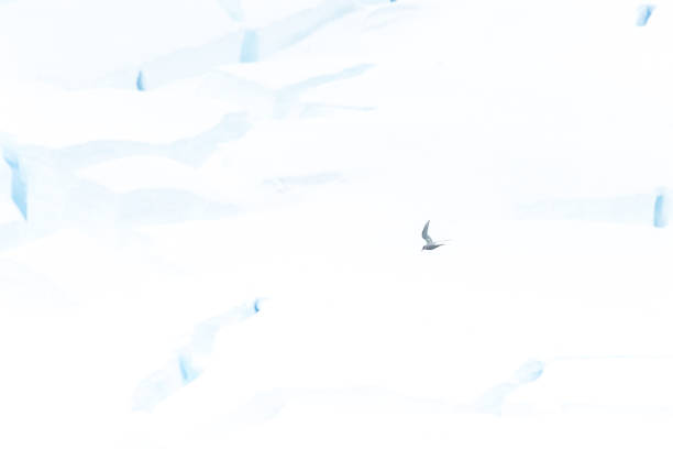 istock Arctic Tern flying in front of a glacier front 2152838808